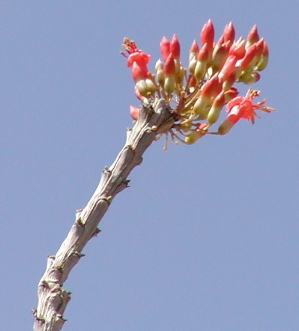 Ocotillo